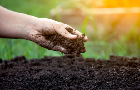Soil in hand for planting